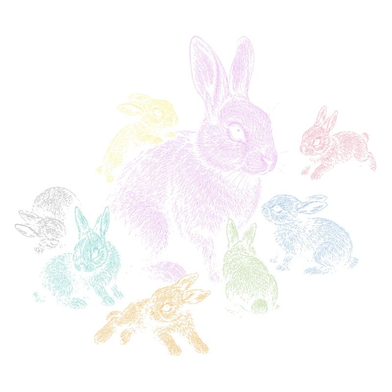 Rabbit