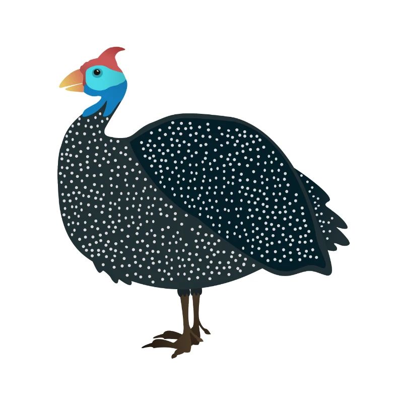 Pintade