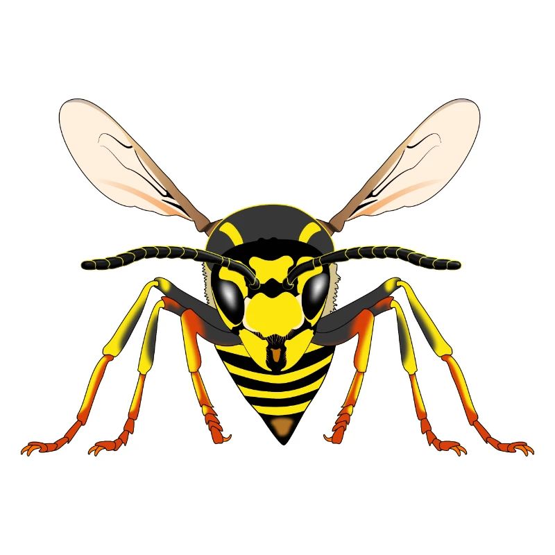 Wasp from the front