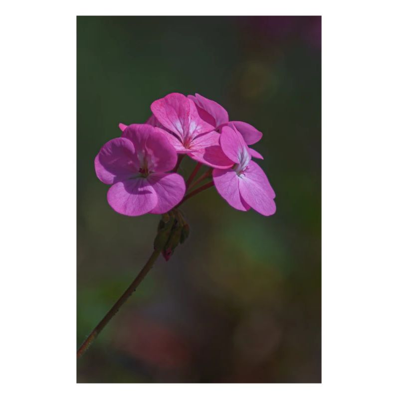 rosa Blumen