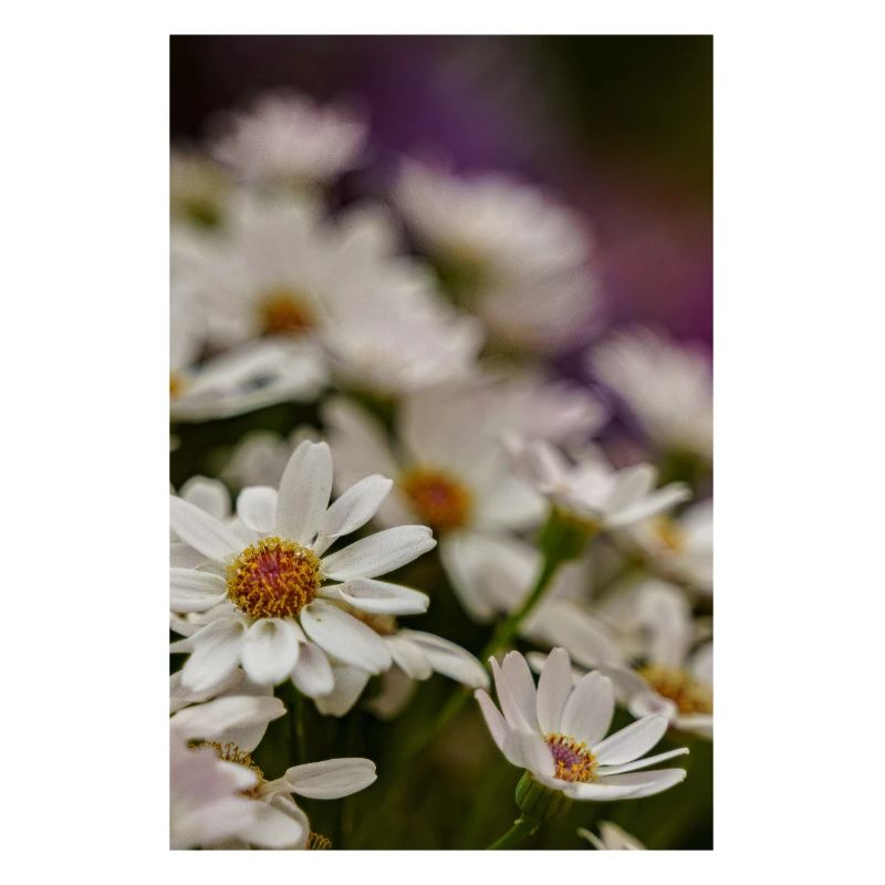 Gänseblümchen Blumen
