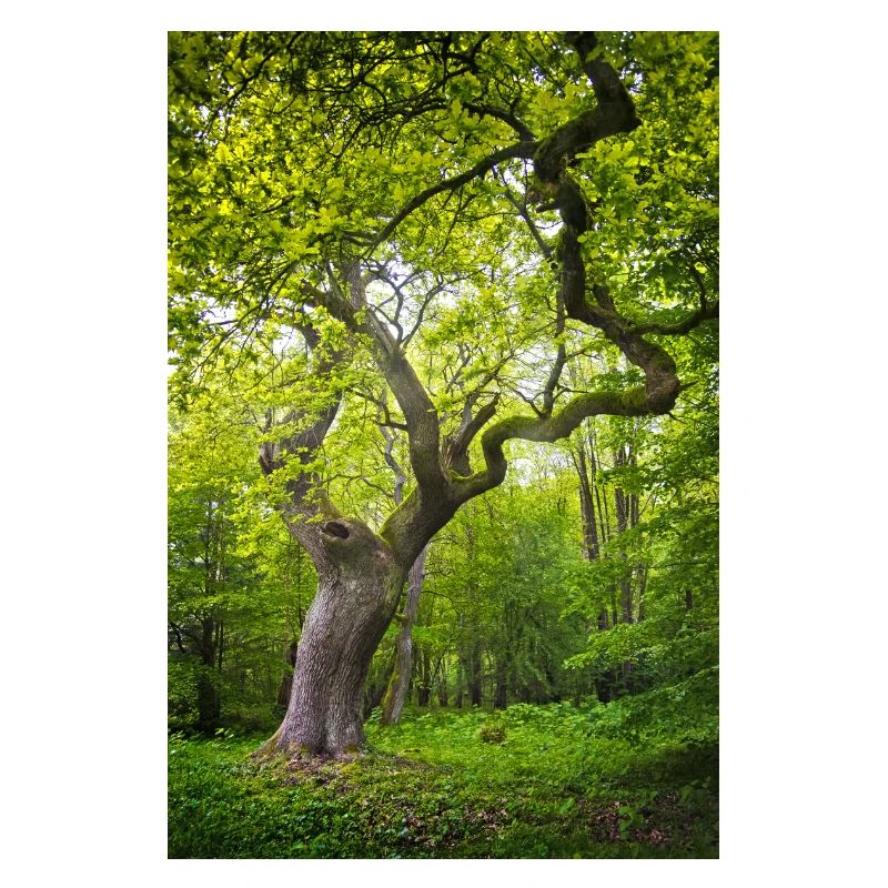old tree