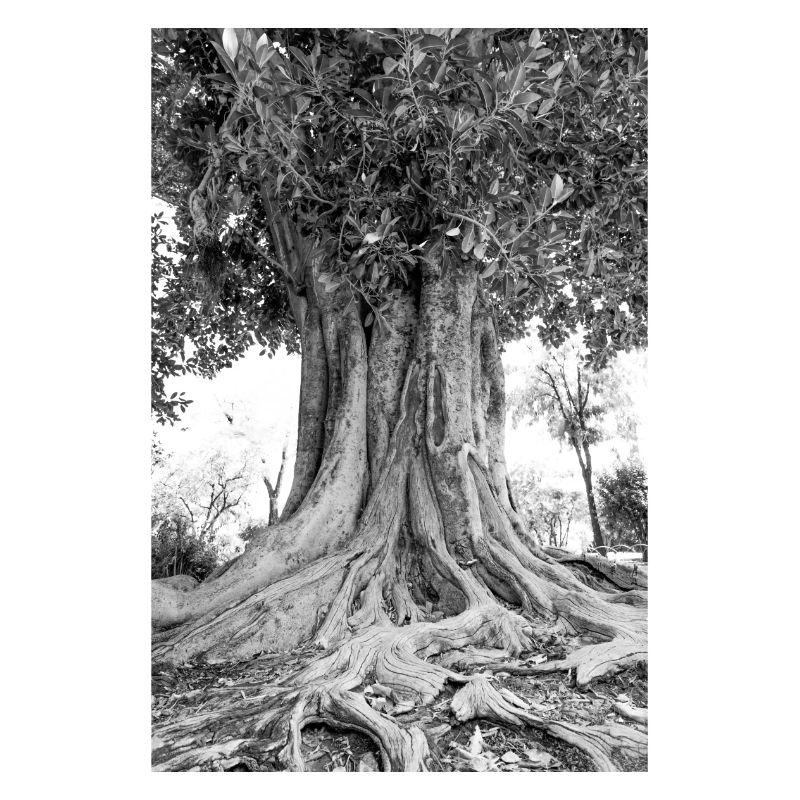Olive tree black white