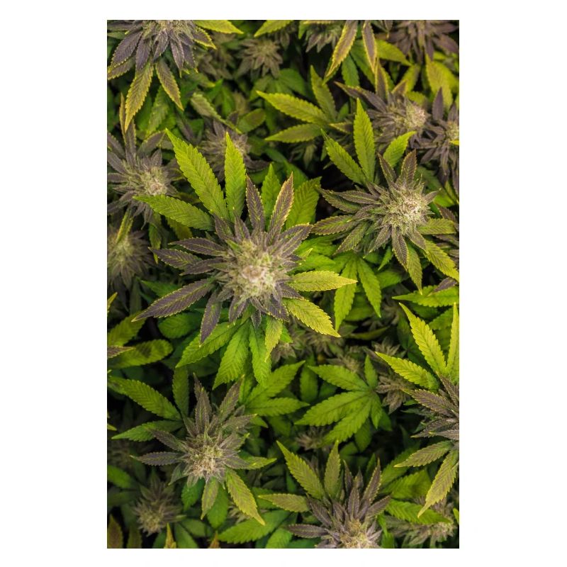 Cannabis Hemp Marijuana Leaf