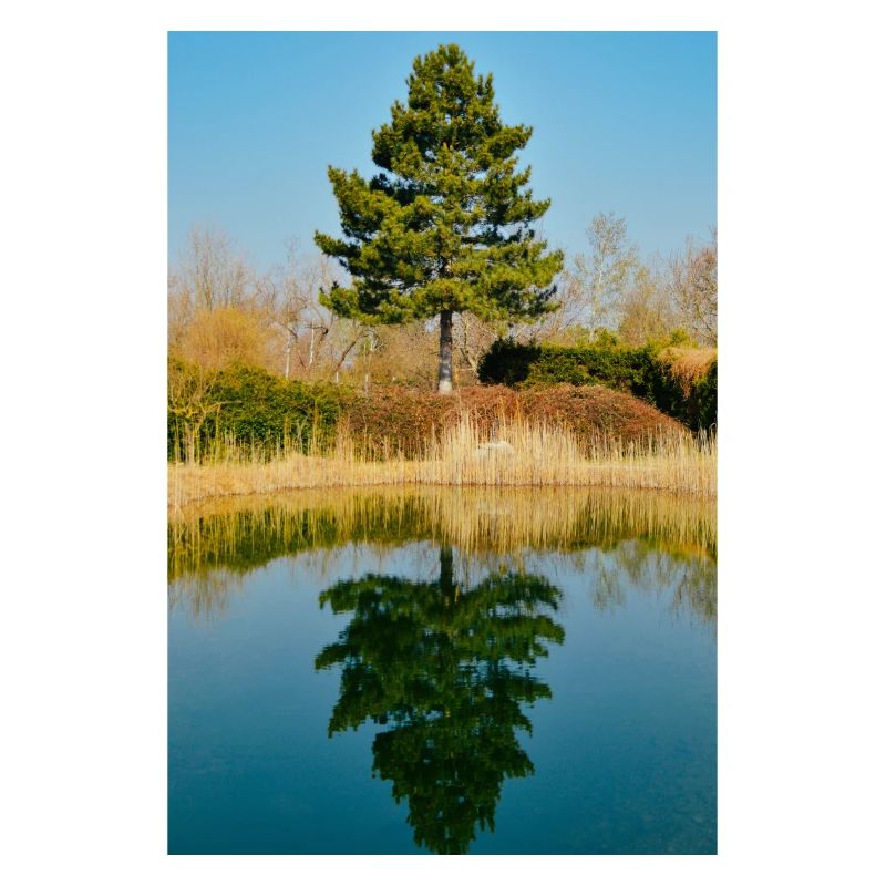 Tree mirrored