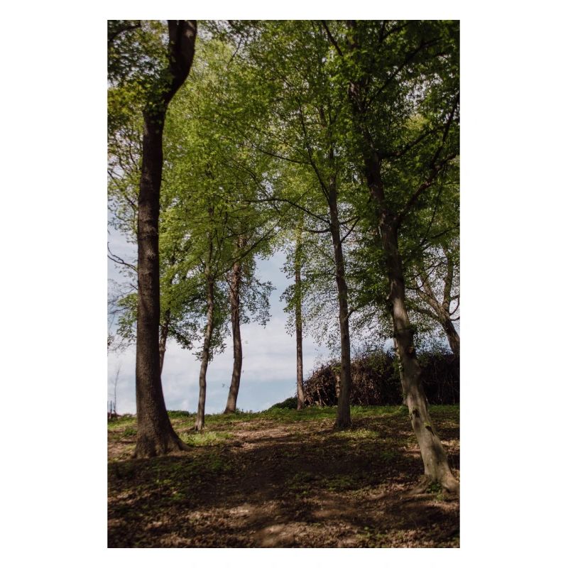 Wald Hochformat
