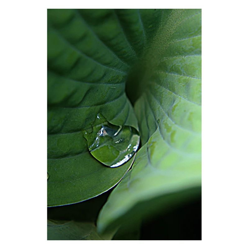 Rosée tropicale verte feuillue