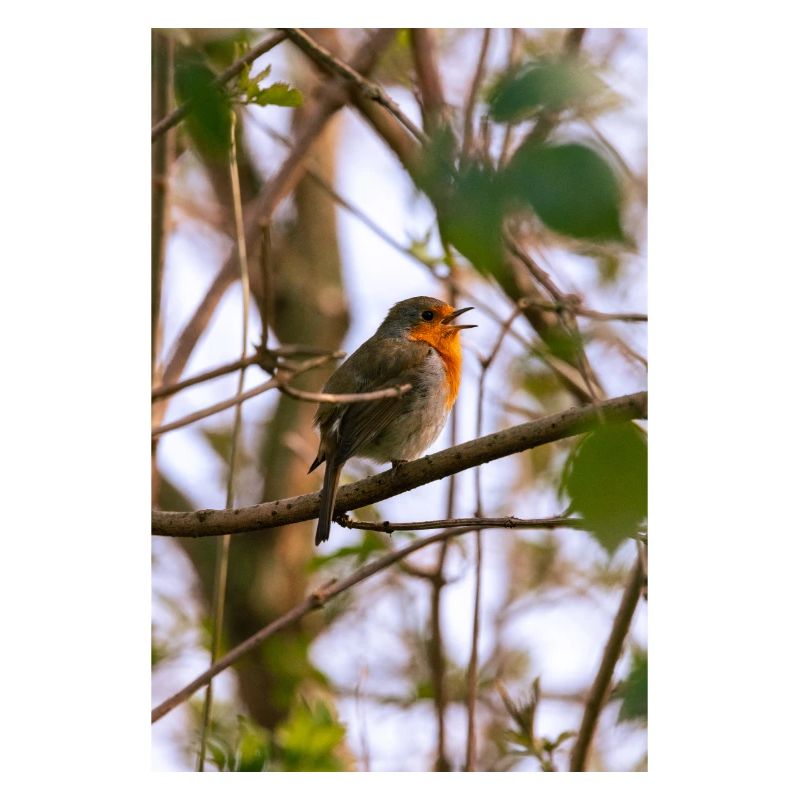 Rotkehlchen im Baum