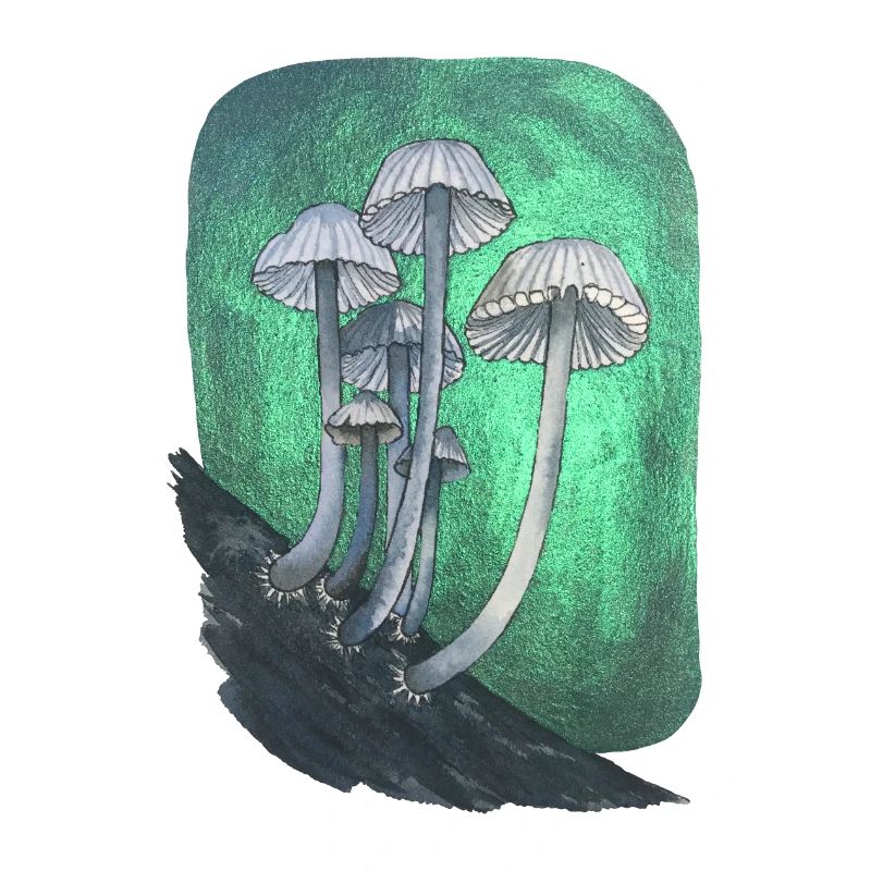Mushrooms metallics
