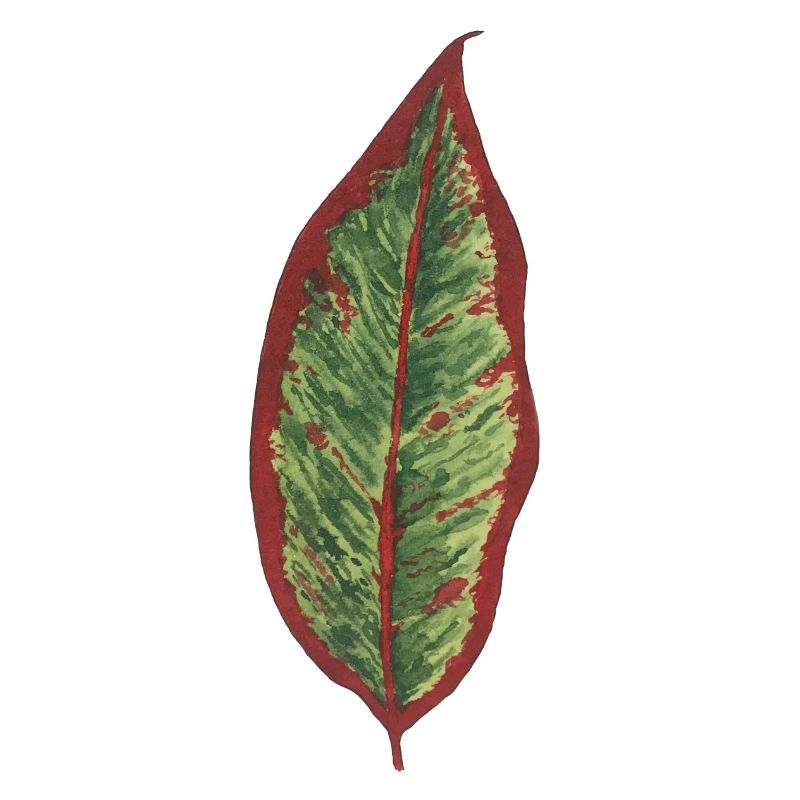 Philodendron leaf plantlover botany plants