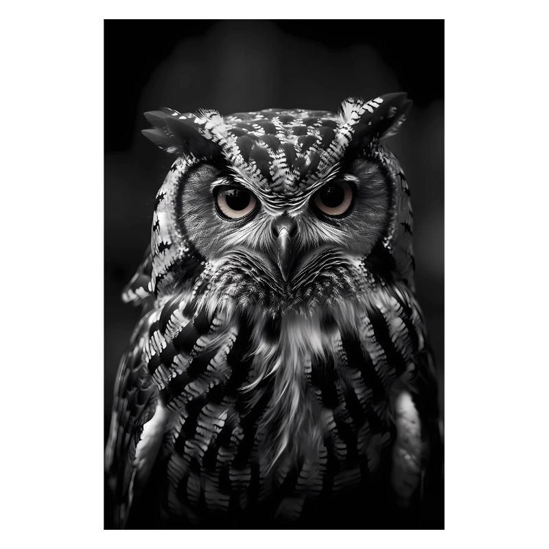 Eule Vogel Tier Eulen Bird