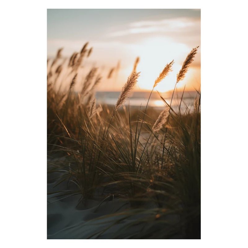 Gräser am Sandstrand V1