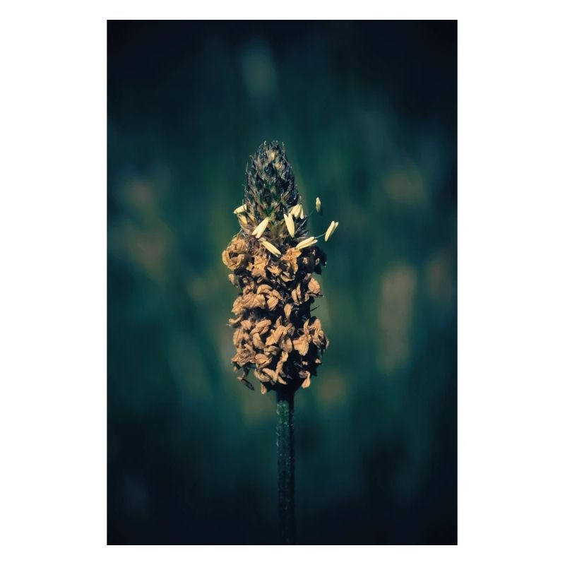 Herbe à fleurs.