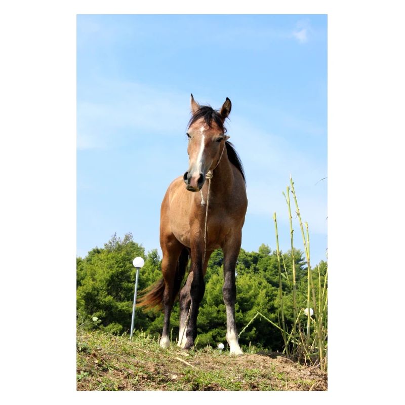 Affiche Cheval Cheval
