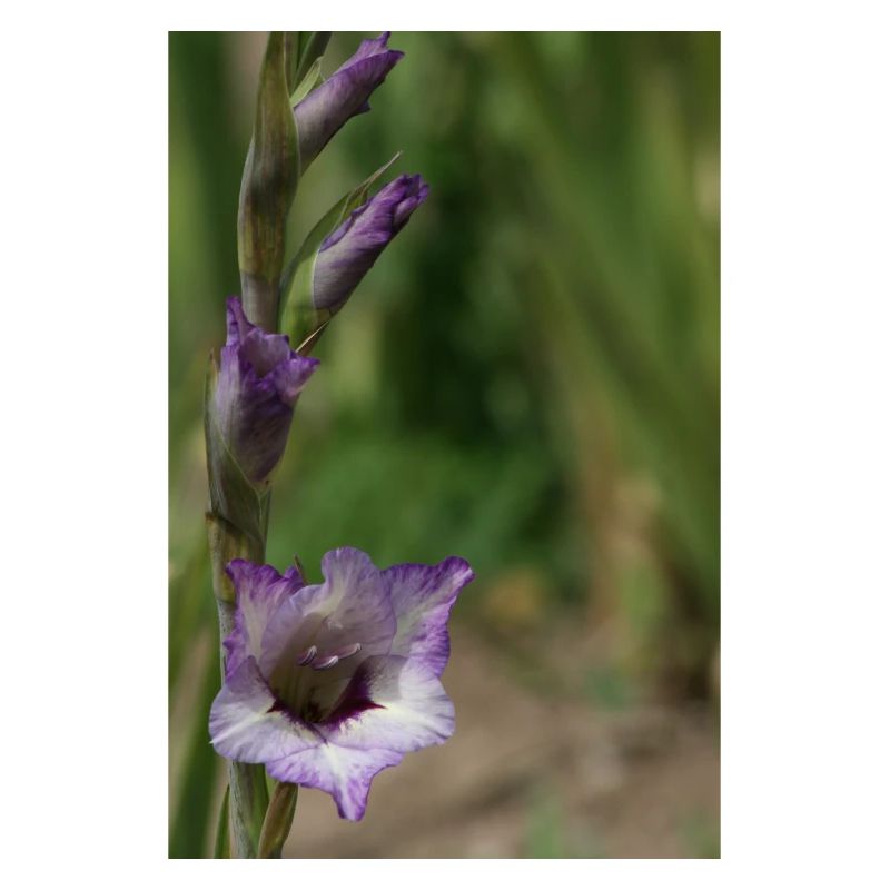 Gladiolus – starch in bloom