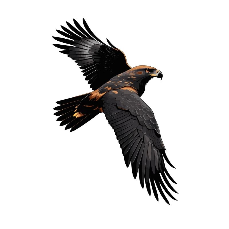 Hawk noir