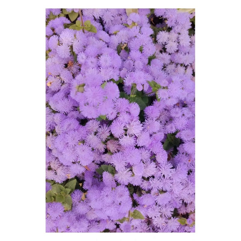 Mer duveteuse de fleurs de pompons