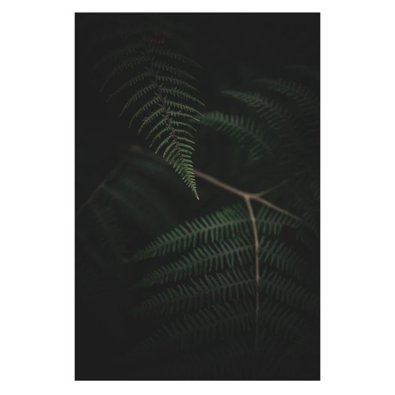 Fern Mextures