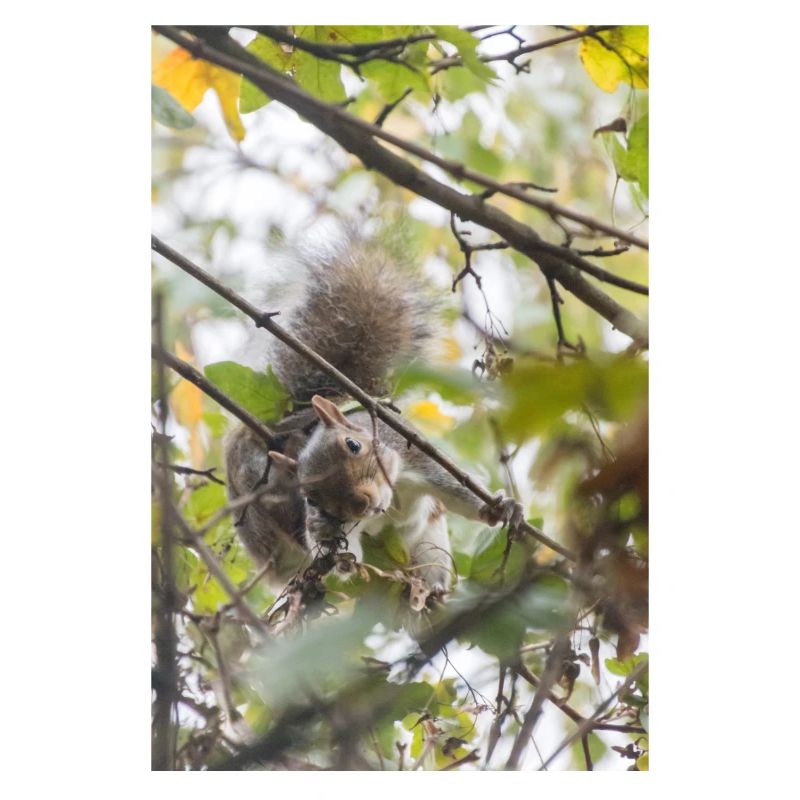 The Squirrel's Invitation
