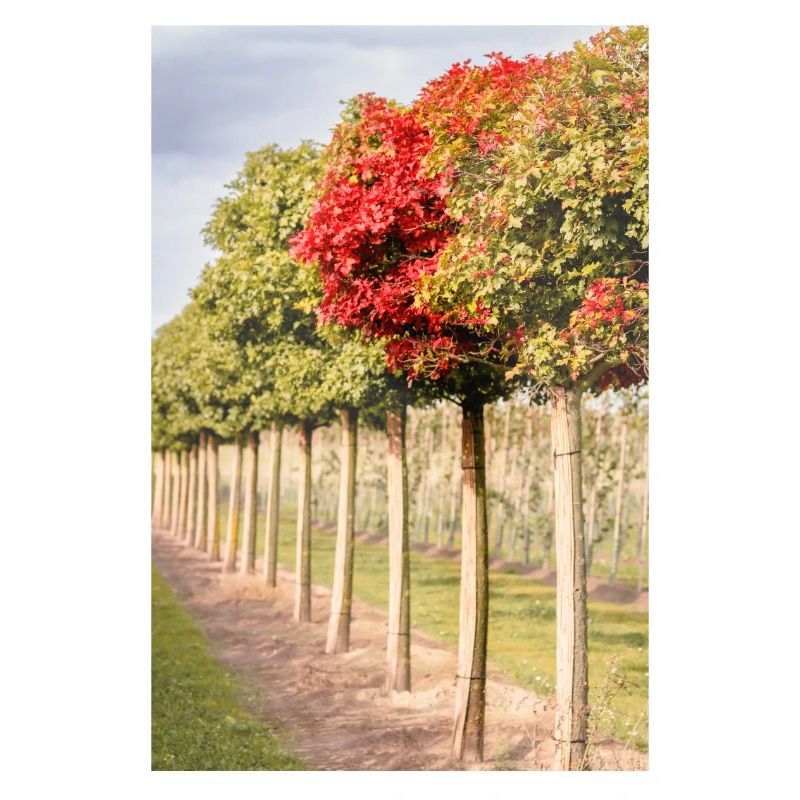 Baum mit roten Blättern im Herbst