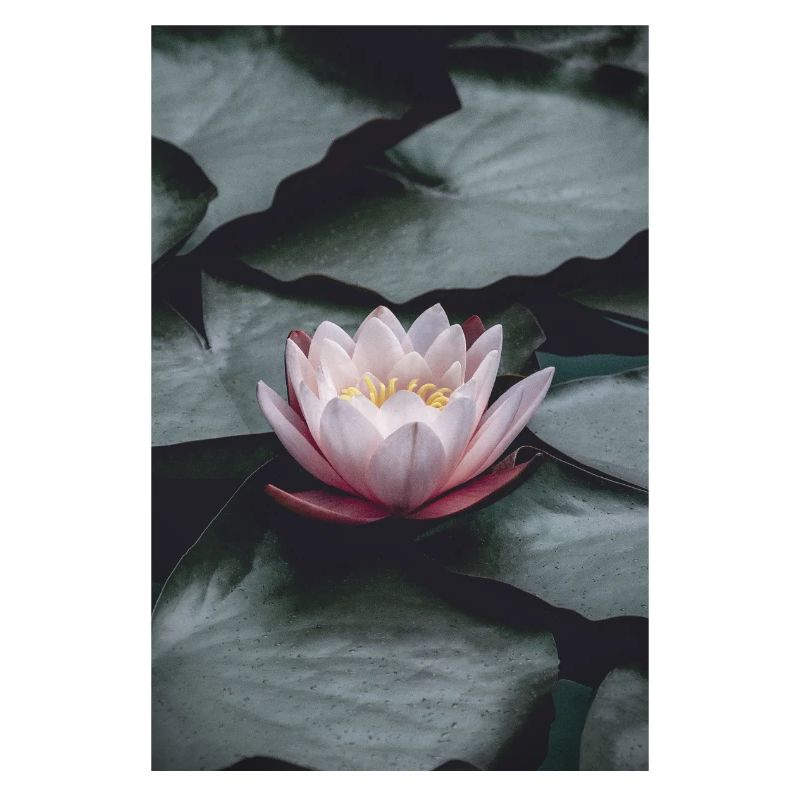 Nénuphar