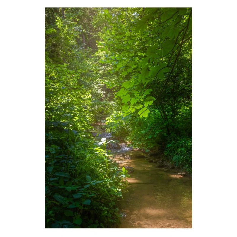 Small stream between trees