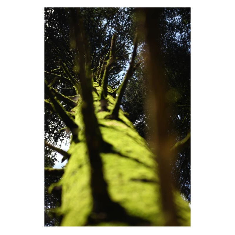 Low-Angle Tree Douglas fir