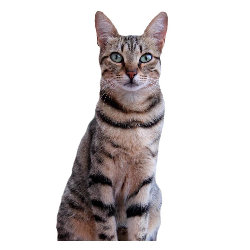 Cat Kitten