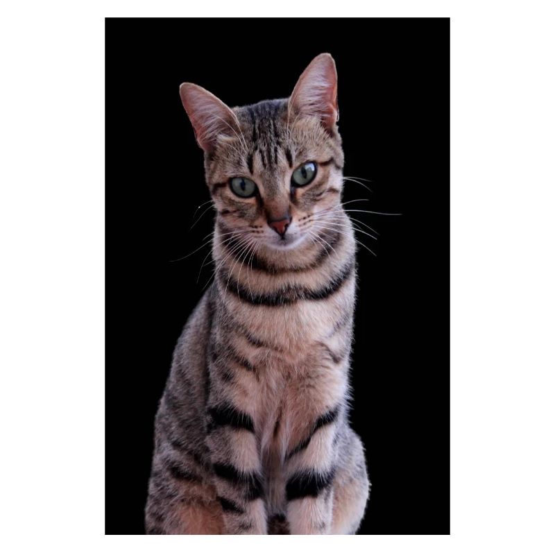 Chat chat chaton doux