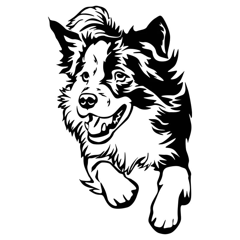Border Collie
