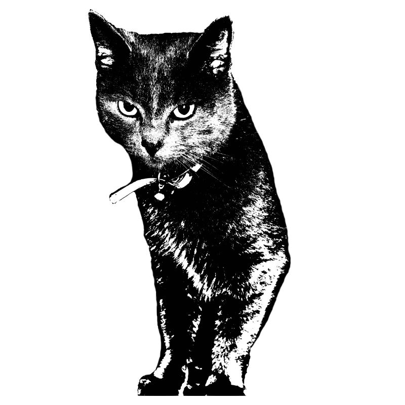 Katze Katzenshirt Geschenk