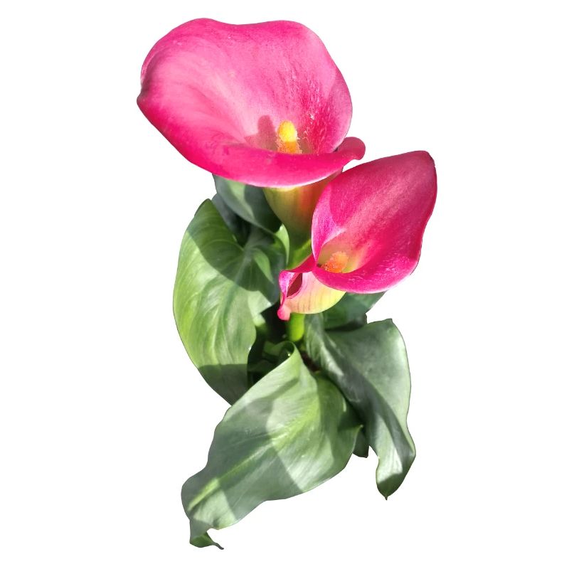 CALLASPink Calla Blossom Magic