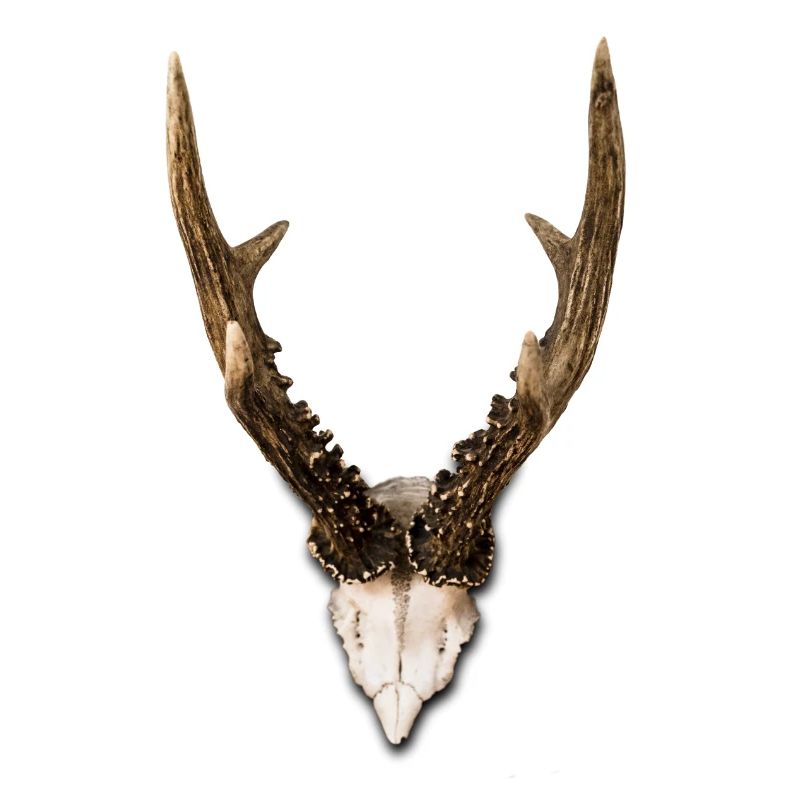 antler