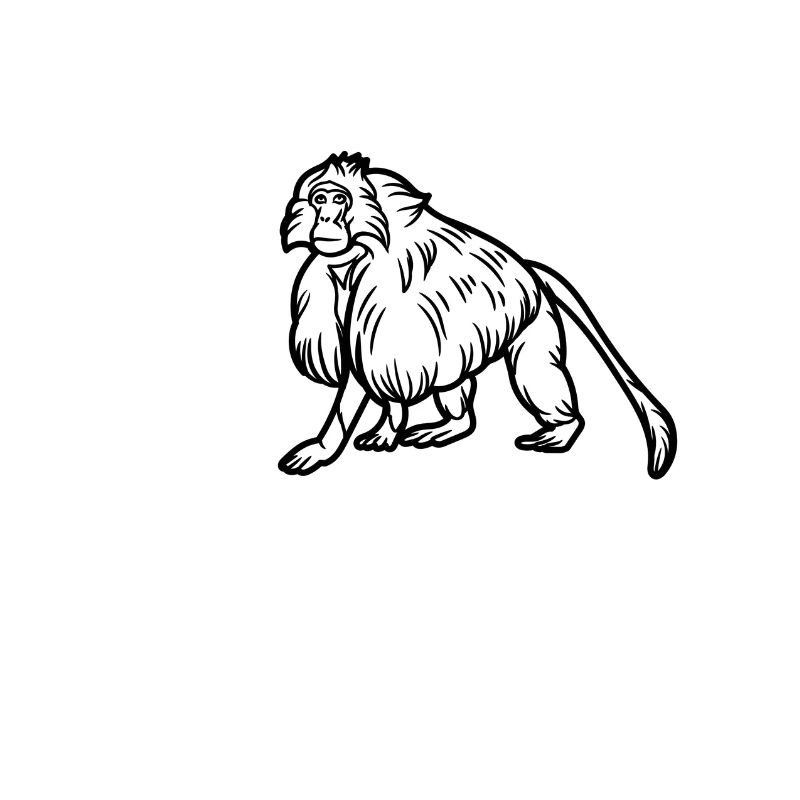 Gelada-Affe