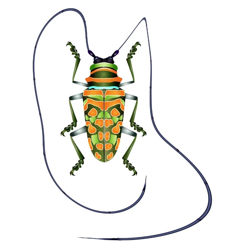 Sternotomis pulchra, espèce de coléoptère, insecte, orange, vert