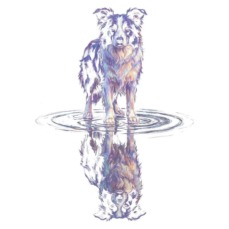Border Collie Water Reflection