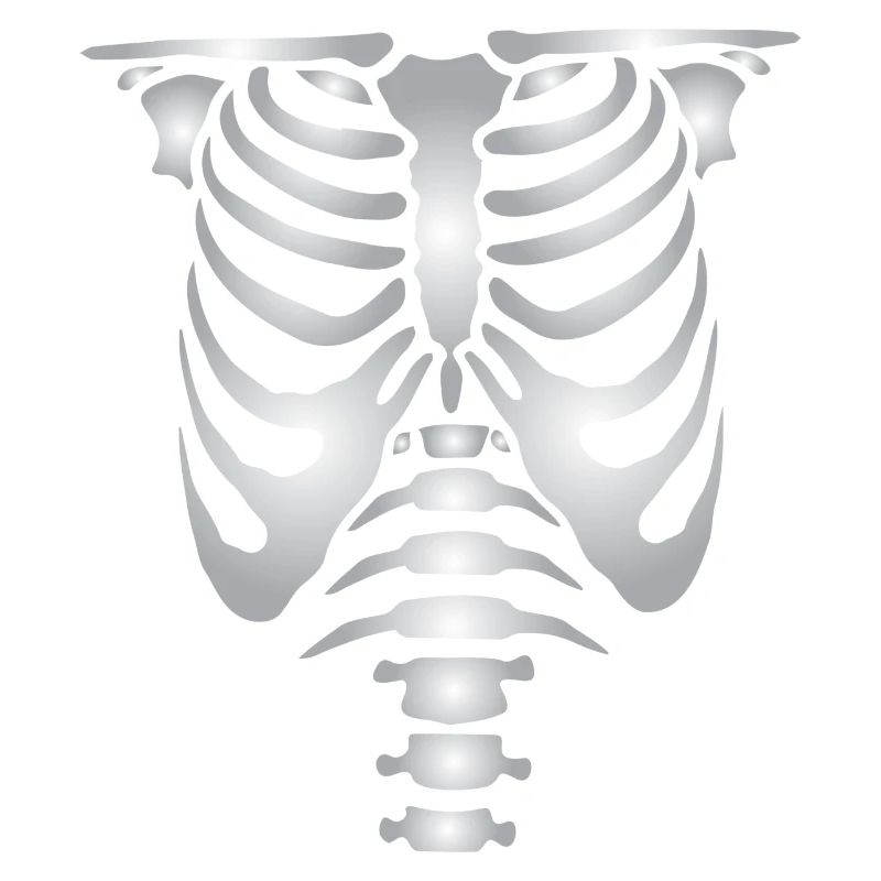 Human skeleton bones torso
