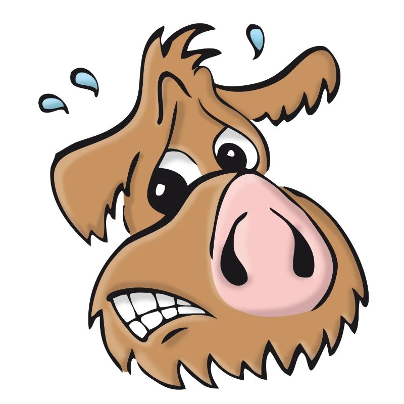 Pig dog - oops
