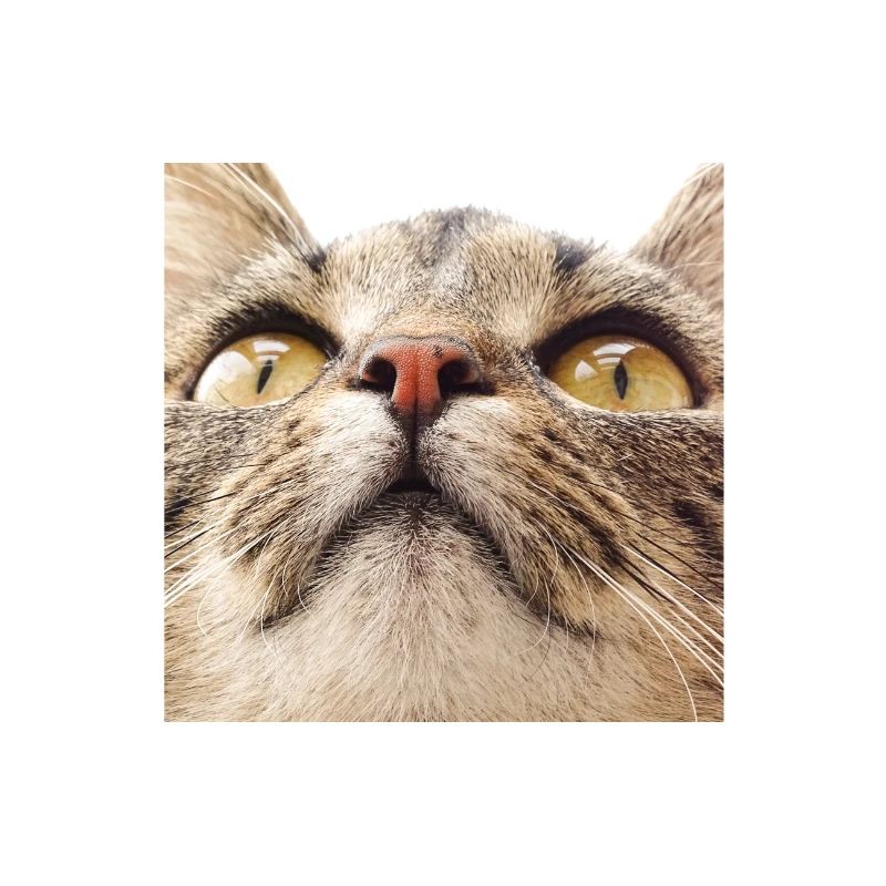 Minka cat face