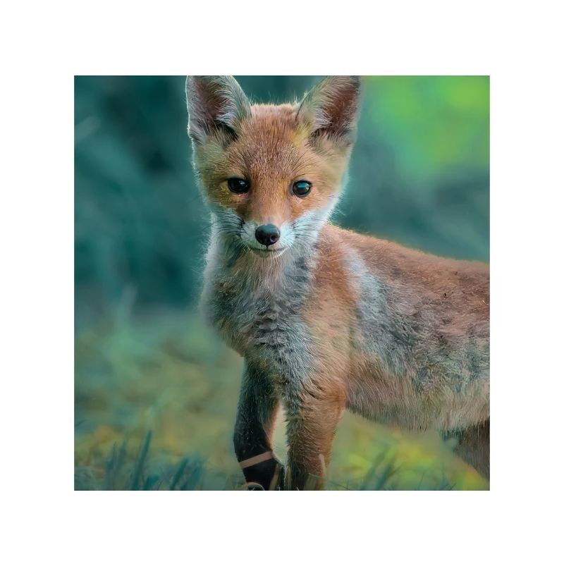 Junger Fuchs