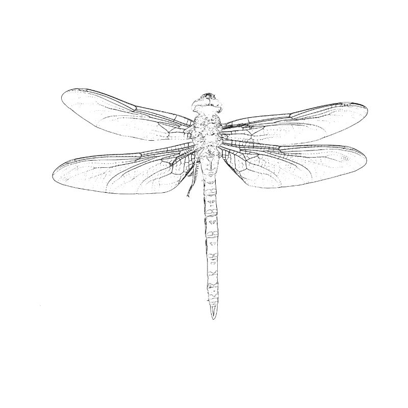 Dragonfly microscope insect biology tattoo animal