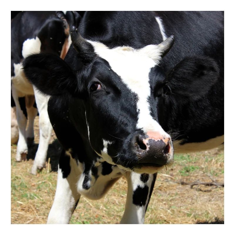 Affiche vache