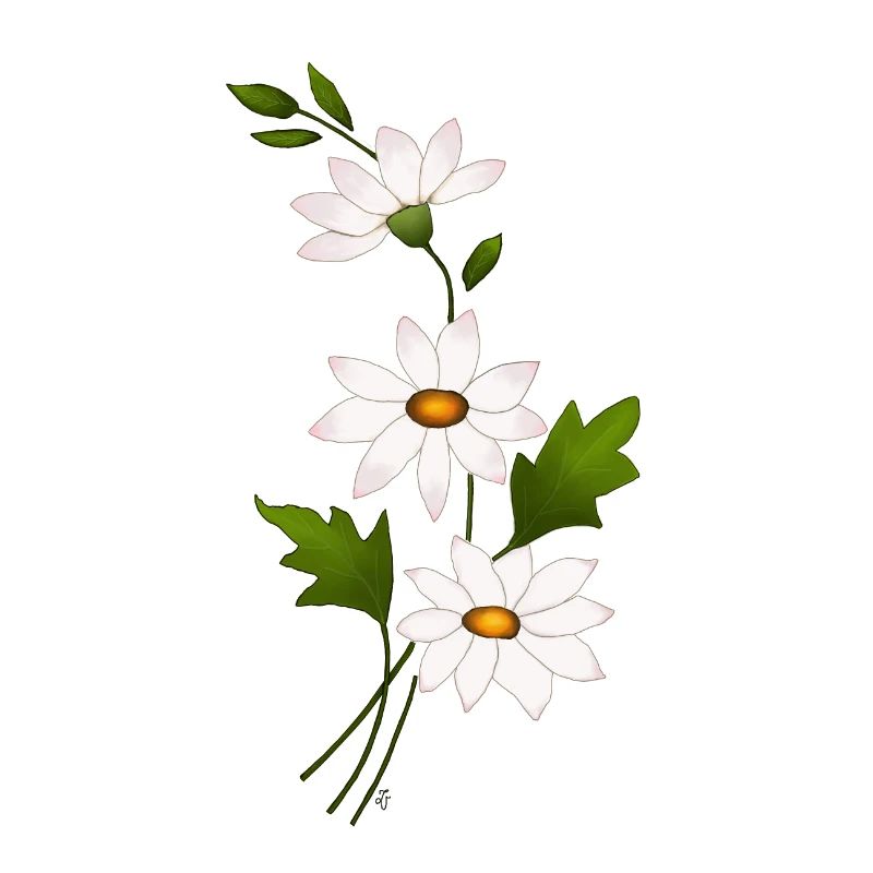 Gänseblümchenblüten