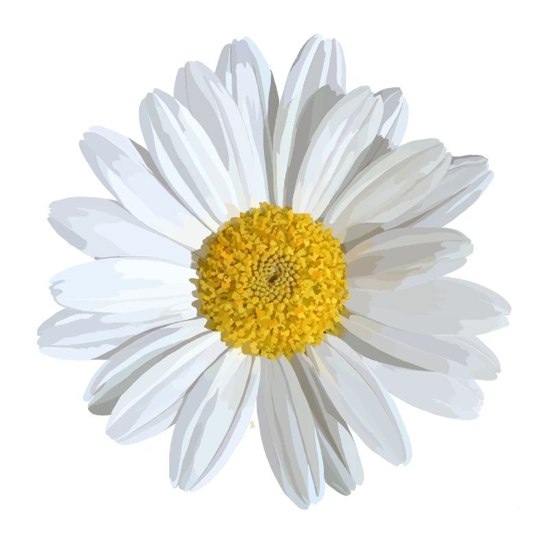 White daisies bloom