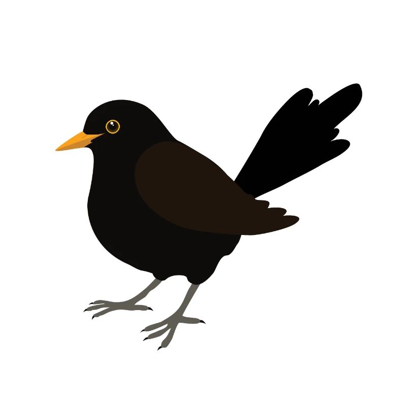 Blackbird digital drawing