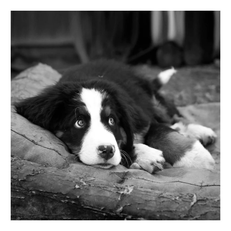 soll ich oder soll ich nicht