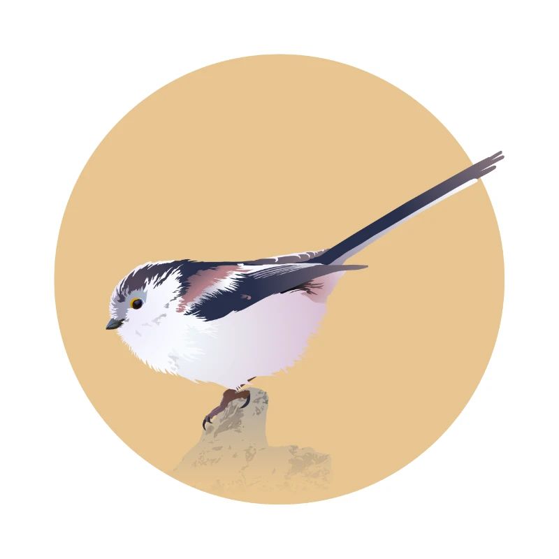 Mésange à longue queue