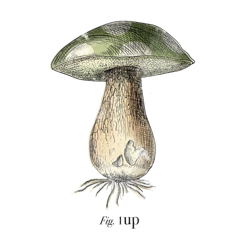 1Up
