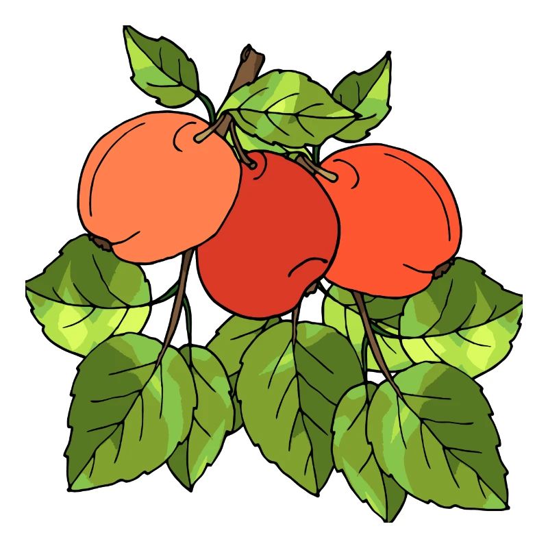Äpfel