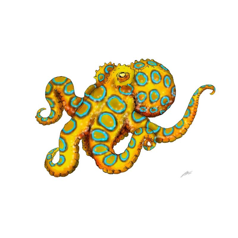 BLUE-RINGED OCTOPUS